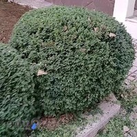 مجموعه خدماتی اتومبیل سعید و صافکاری