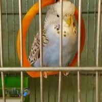 باڵندە فرۆشی سیاوەش