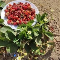 صیفی جات هیمن منگر