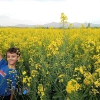 کابینت کوشک(باوه مین)