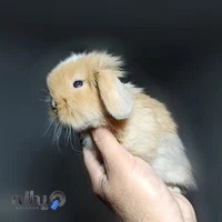پرورشگاه خرگوش لوپی پت