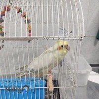 کلینیک دامپزشکی پرندگان زینتی و حیوانات خانگی دکتر محمدزاده