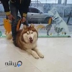 کلینیک دامپزشکی مرکزی نوشهر. دکتر کاکرودی