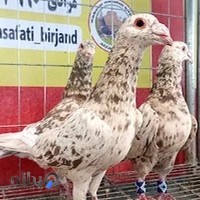 کبوتر فروشی مرادی