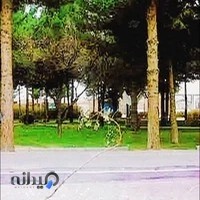 درختان فرزان