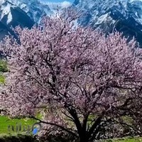 مؤسسه زبان اندیشه برتر