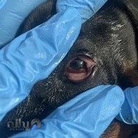 کلینیک دامپزشکی مرکزی