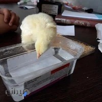 درمانگاه دامپزشکی دکتر کلانتری