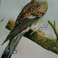 آموزشگاه هنرهای تجسمی مانی