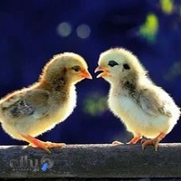 آتلیه حرفه ای عروس و کودک شروق