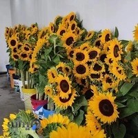 گلفروشی لیندا