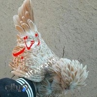 مجموعه مرغ و خروس تزیینی اسپادان ۲۰