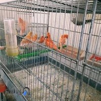 سالن پرورش قناری (زرد)