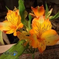 مرکز مشاوره عرفا