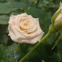 گلخانه کمپانی ریواس