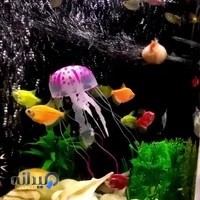 اکواریوم آنجل