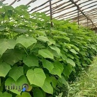 گلسرای احسان