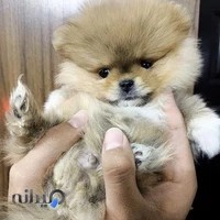 پتشاپ و فروشگاه سگ‌فانتزی