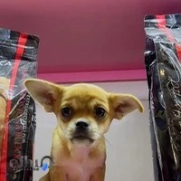 پت شاپ خونه مادربزرگه