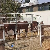 باشگاه سوارکاری ماهان