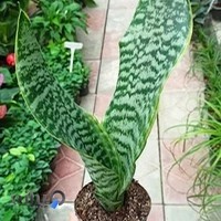 گلسرای شمیم یاس