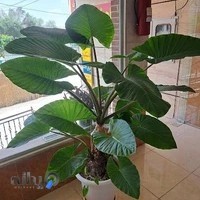 کترینگ شهرام