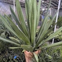 گل و نهال پویان سبز اصفهان