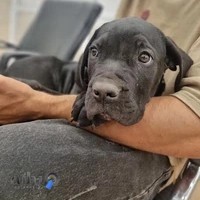 کلینیک دامپزشکی پت کوچولو