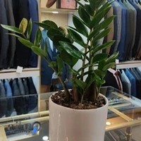 کت و شلوار بلوط