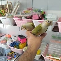 پرنده سرا درویش