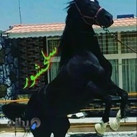 باشگاه اسب سلحشور