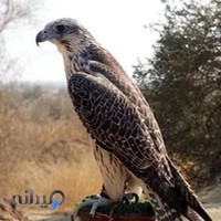 گالری آرایشی آستاره