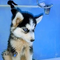 کلینیک اختصاصی حیوانات خانگی و گارد پاندا