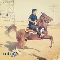 پانسیون اسب سلیمی