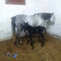 اصطبل و پانسیون اسب