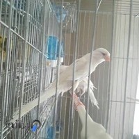 آموزشكده قناري