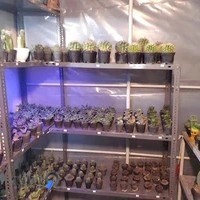 خانه کاکتوس