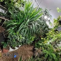 خانه گل ارغوان