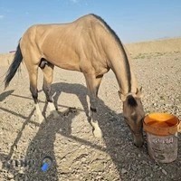 اموزش سوار کاری پریخان