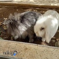 کلینیک دامپزشکی دکتر بینا