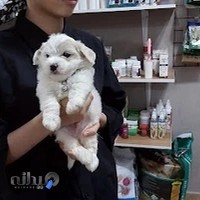 دامپزشکی پت شاپ و فروشگاه لوازم حیوانات خانگی