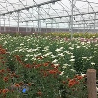 گلخانه صنعتی به گل، کلانتریان ، تولید کننده گل رز هلندی و سایر گل های شاخه بریده