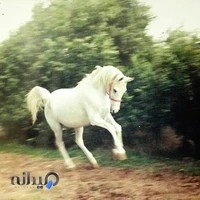 باشگاه سوارکاری یاصنم