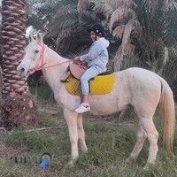 باشگاه سوارکاری و پرورش اسب پرواز (دنیای اسب دز سابق)