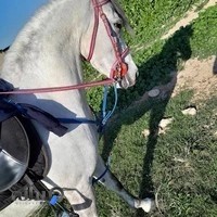 باشگاه سوارکاری الخیر استاد(کاوندی)