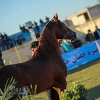 باشگاه سوارکاری دشت عقیلی