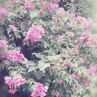 تعاونی مسکن شهرداری شوشتر