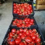 میدان میوه و تره بار چالوس