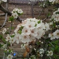 گلفروشی لیندا