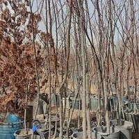 نهالستان نوروزی